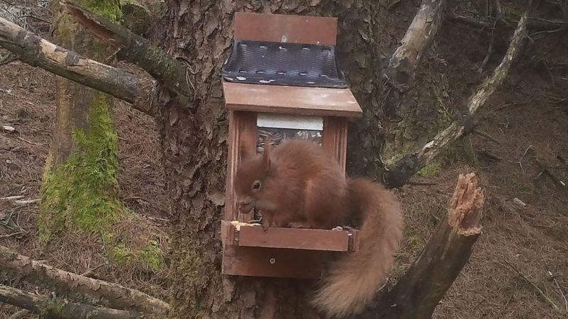 Hope For Pine Marten Red Squirrel Boost In Ceredigion Bbc News