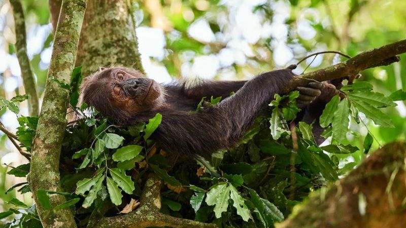 Sommeil Pourquoi Les Humains Dorment Moins Que Les Autres Primates