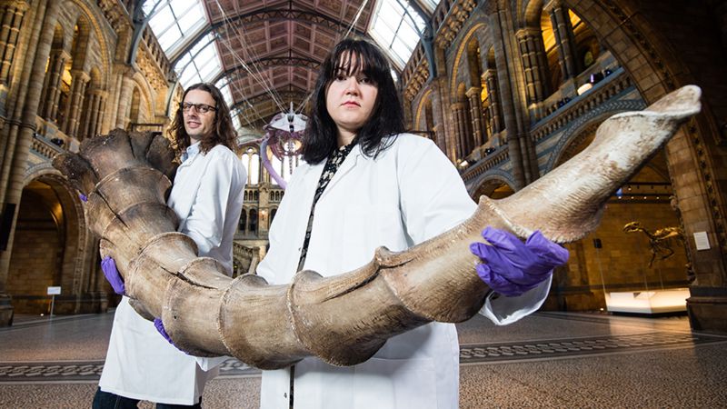 Natural History Museum Will Showcase 'fantastic Beasts' - BBC News