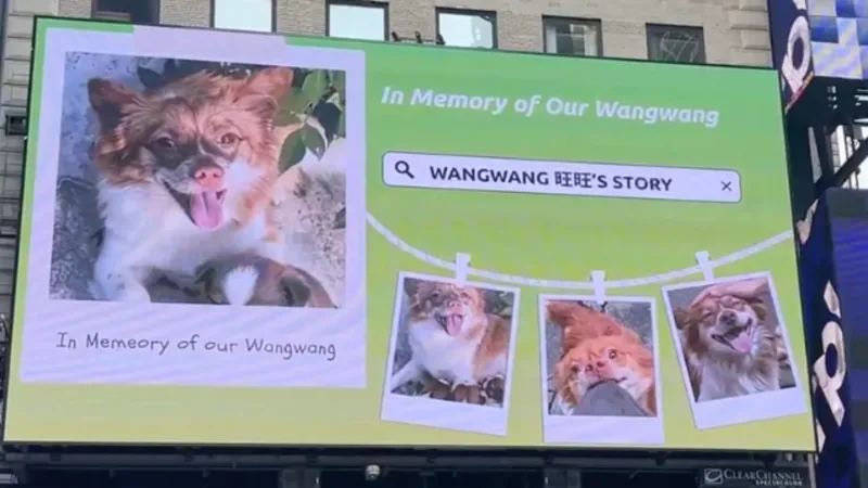 Blocați de cenzură, iubitorii de animale din China luptă împotriva abuzurilor atât online, cât și în străinătate