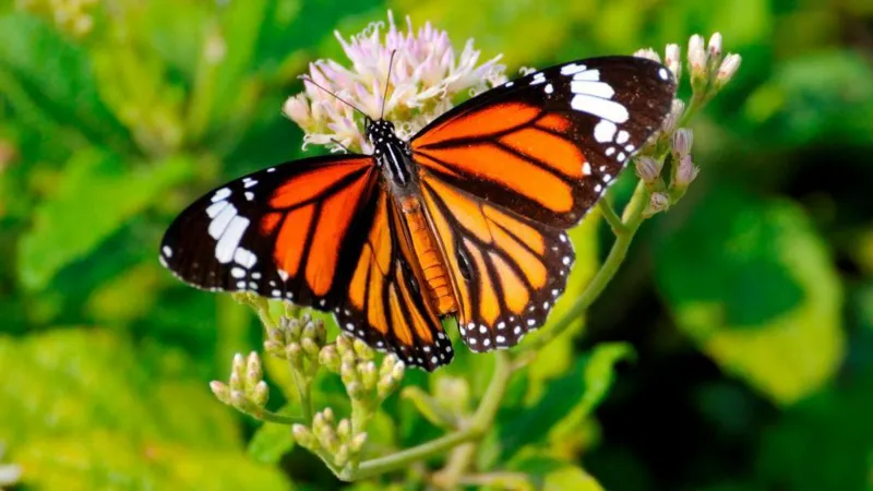 Butterfly thieves handed $200,000 fine