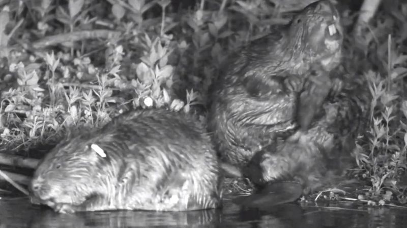 Beavers, Russell Savory photo