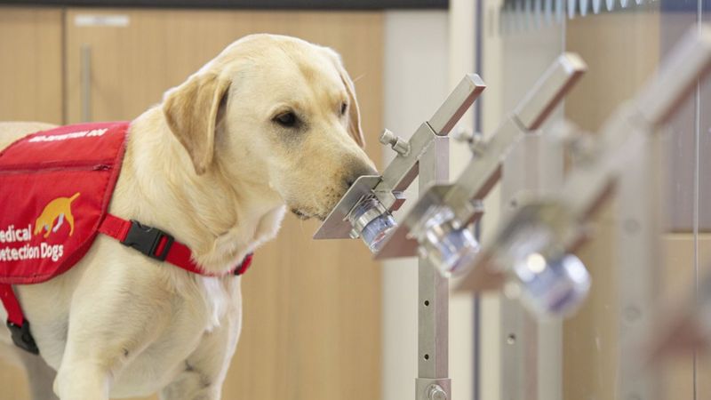 Coronavirus: Sniffer Dogs Trial Going 'very Well' - BBC News