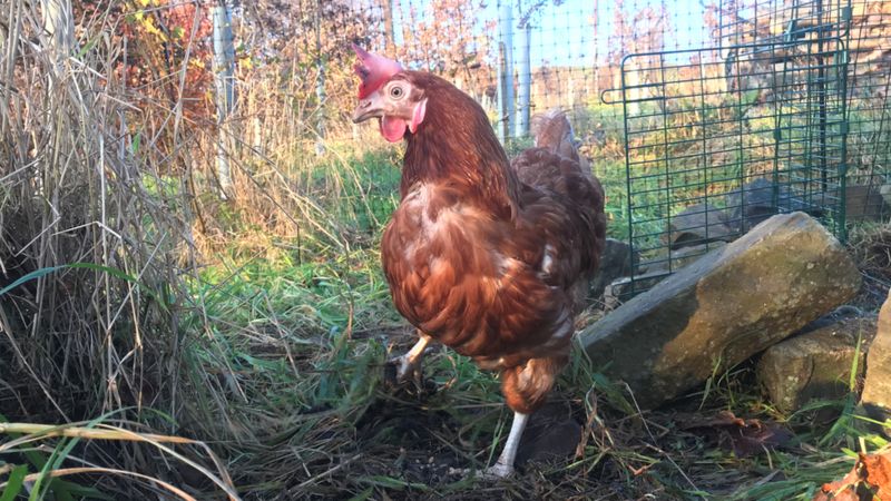 _115370442_chicken.png