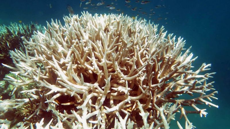 Barrier reef suffers huge coral loss - BBC News