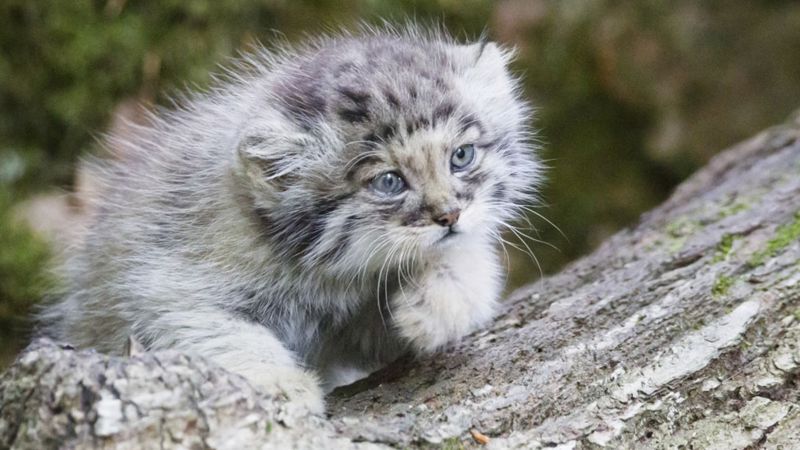 Funding for Scottish-backed rare cat conservation effort - BBC News