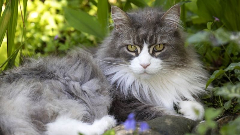 National Cat Awards 2022: Meet some of the finalists - BBC Newsround