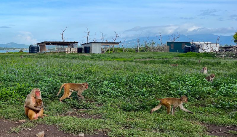 Cayo Santiago