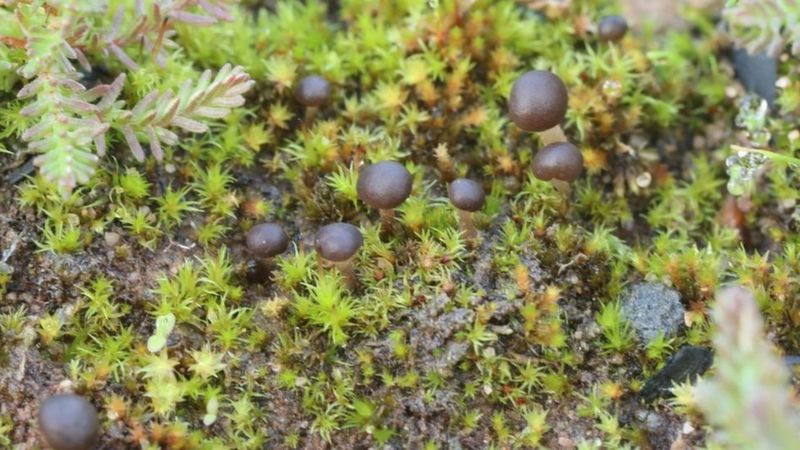 Rufford Colliery: Rare fungus found in England for first time - BBC News