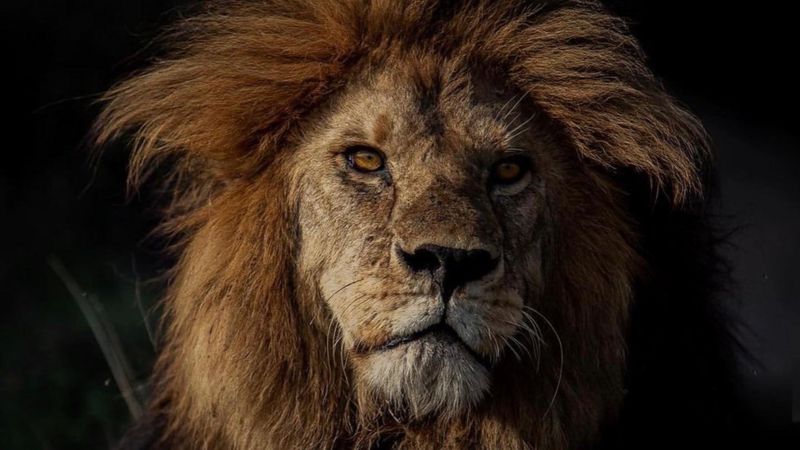 Wild lion Loonkiito, 'one of the world's oldest', killed in Kenya - BBC ...