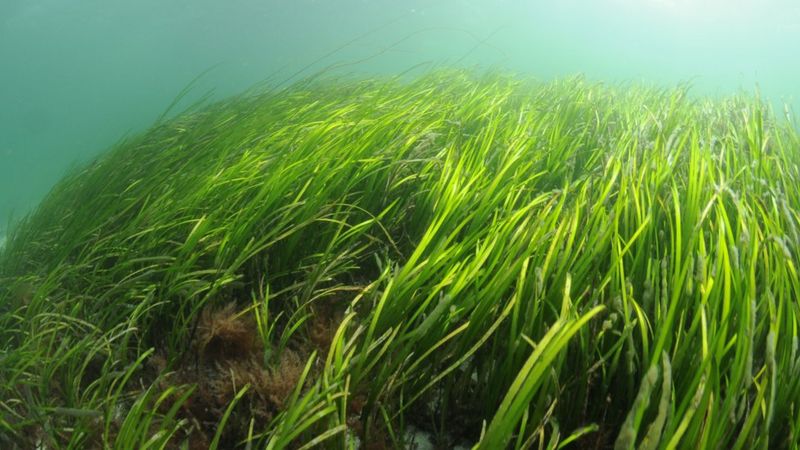 Cornwall marine wildlife experts' conservation work awarded - BBC News