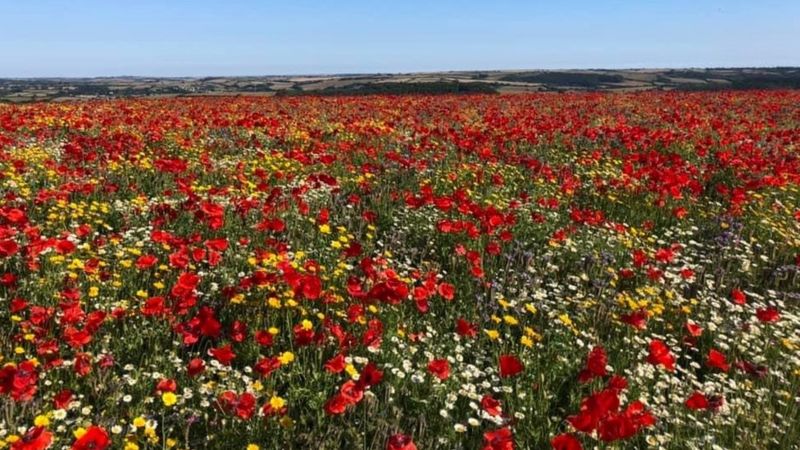 Ten Year Anniversary Celebrates Coronation Meadows Expansion Bbc News