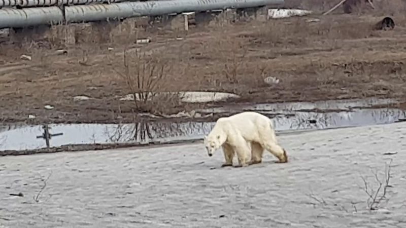 Hungry and exhausted polar bear wanders into Russian city - BBC News