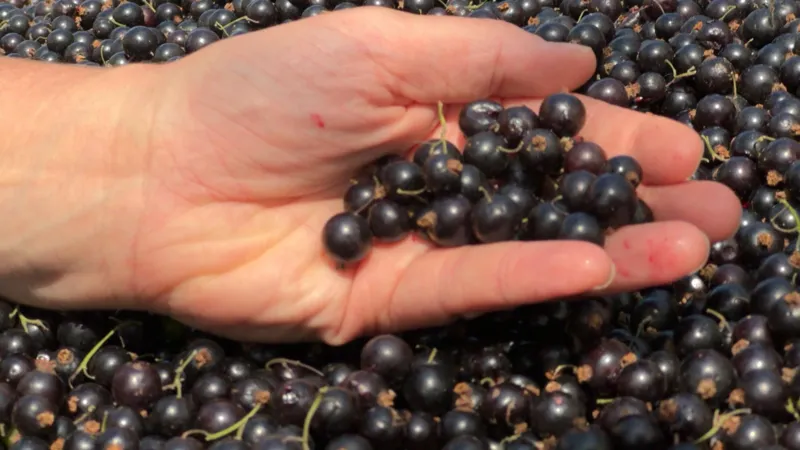 El cambio climático genera dificultades para Ribena en el sector de la grosella negra.