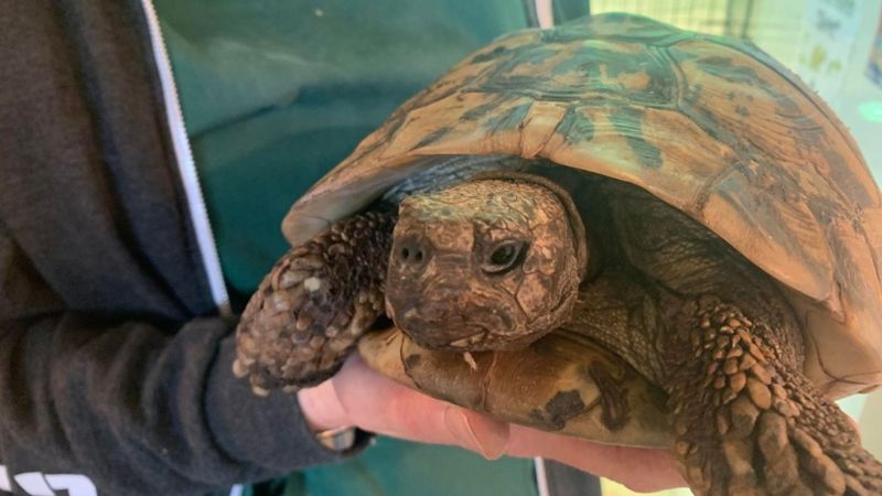 Fridge hibernation best thing for tortoises, says Shifnal vet - BBC News