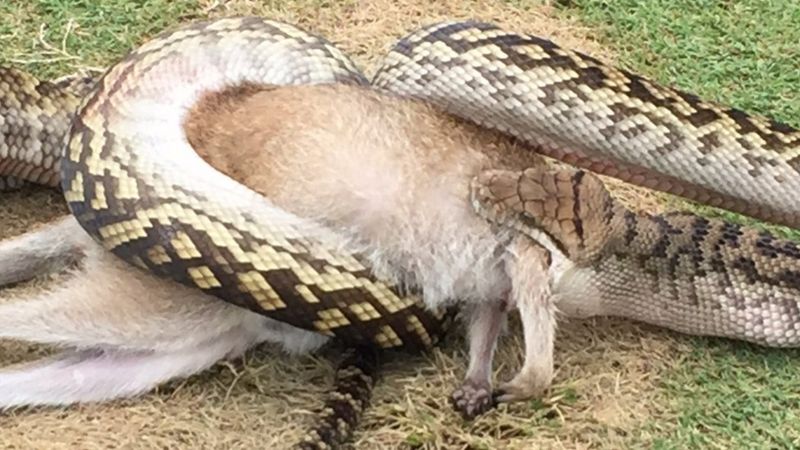 Snake eats wallaby on Australian golf course - BBC News