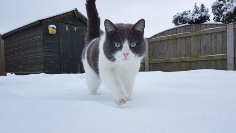 2018 mewn lluniau BBC Cymru Fyw