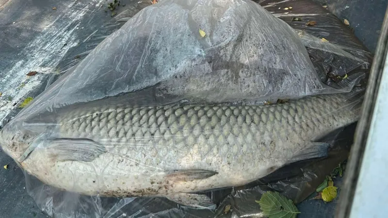 Hasta 400 peces mueren en un lago de la ciudad durante una ola de calor.