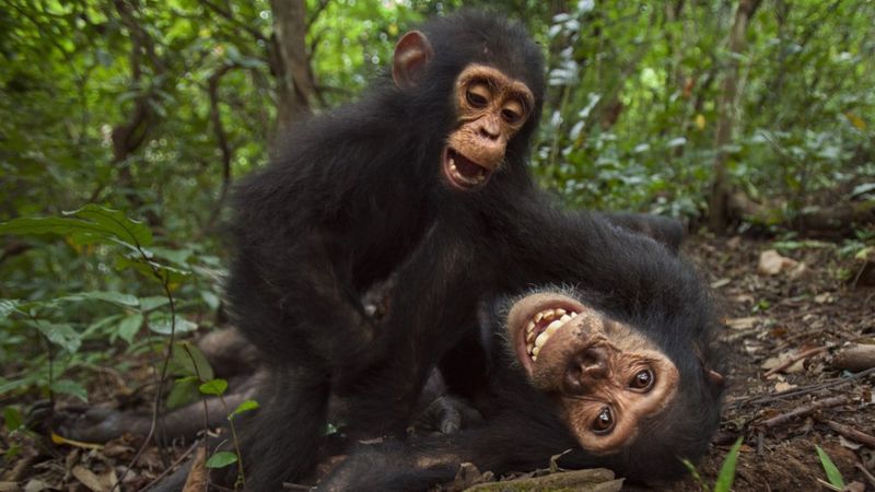 Chimpanzees make friends like humans do - BBC Newsround