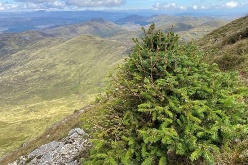 Trees found growing at record altitudes up Scotland's Munros BBC News