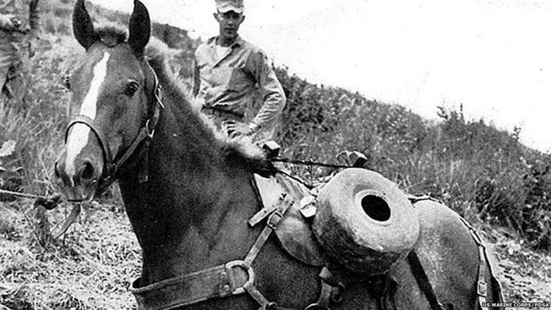 War horse Sergeant Reckless has finally been honoured for her bravery ...