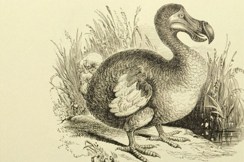 Rare dodo skeleton to be auctioned in West Sussex - BBC News