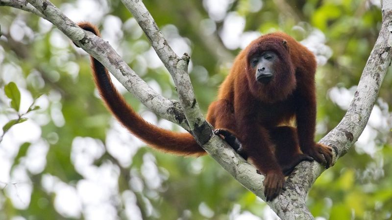 Por que o Brasil não vacina os macacos contra a febre amarela BBC News Brasil