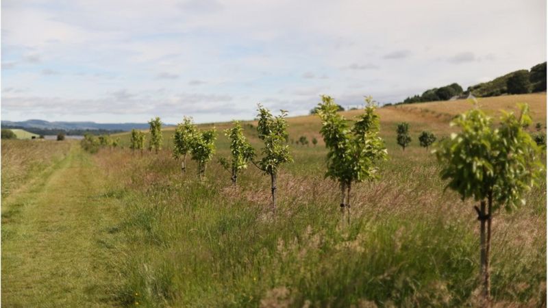 Farmers need help to plant trees with their crops - BBC News