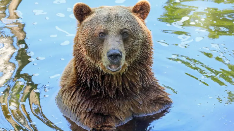Un oso rescatado se vuelve menos pardo después de una cirugía dental.