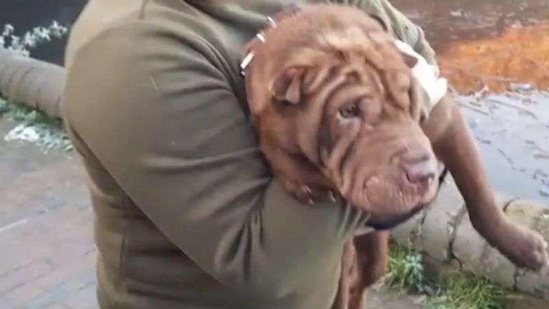 Stranded dog rescued from icy Wolverhampton canal bank