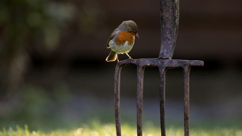 A small colourful bird on a gardening pitch fork