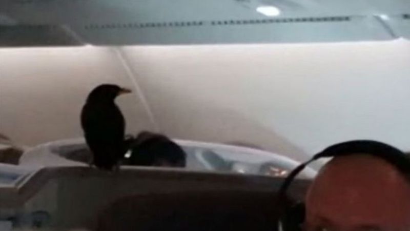 Dem See Black Bird Inside Singapore Airlines Plane Wey Nobody Know Wia