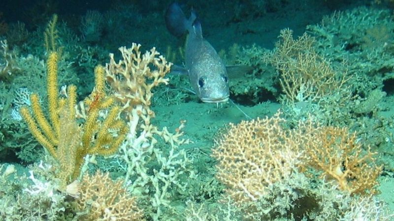 Four coral reefs discovered in Atlantic Ocean - BBC News