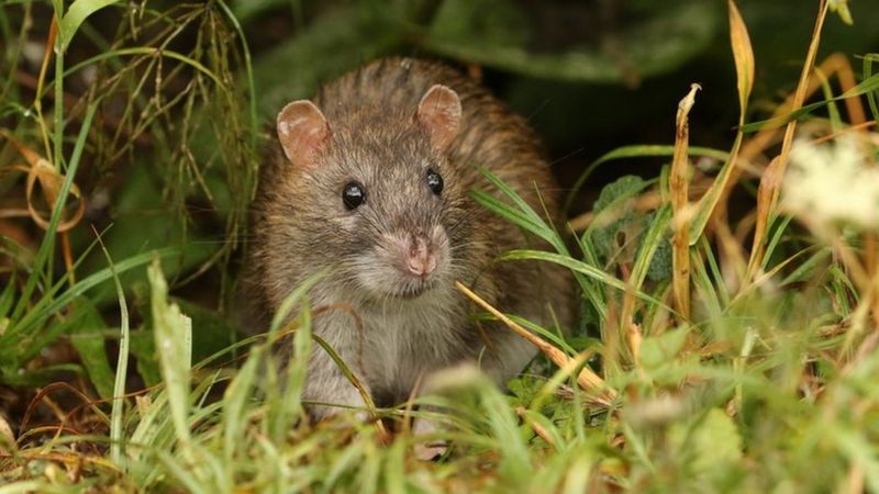 New Zealand seeks to exterminate predators to save native birds - BBC News