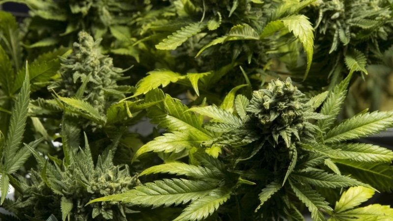 свободная продажа марихуаны