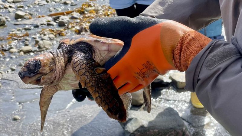 Loggerhead turtles washed up on beaches by storms - BBC News