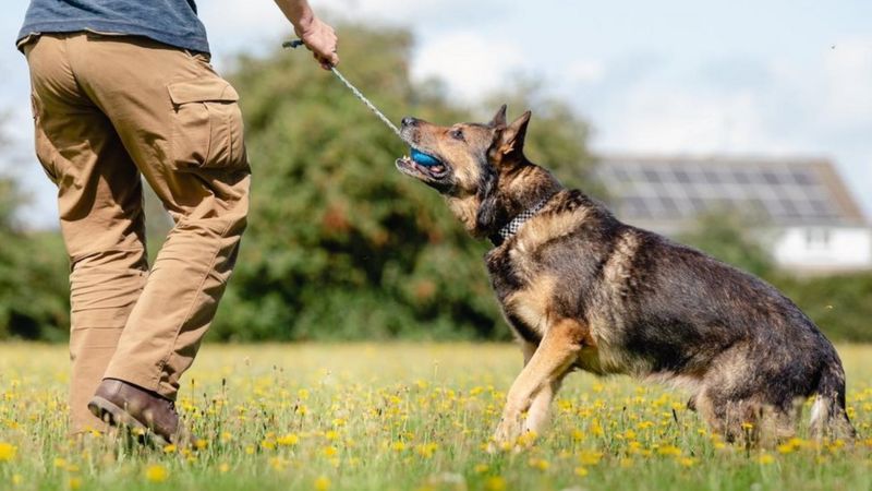 Finn's Law: Five years after stabbing, ex-police dog is still ...