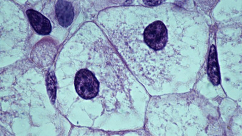 O Que A Biologia Qu Ntica Ramo Da Ci Ncia Que Pode Revelar Por Que