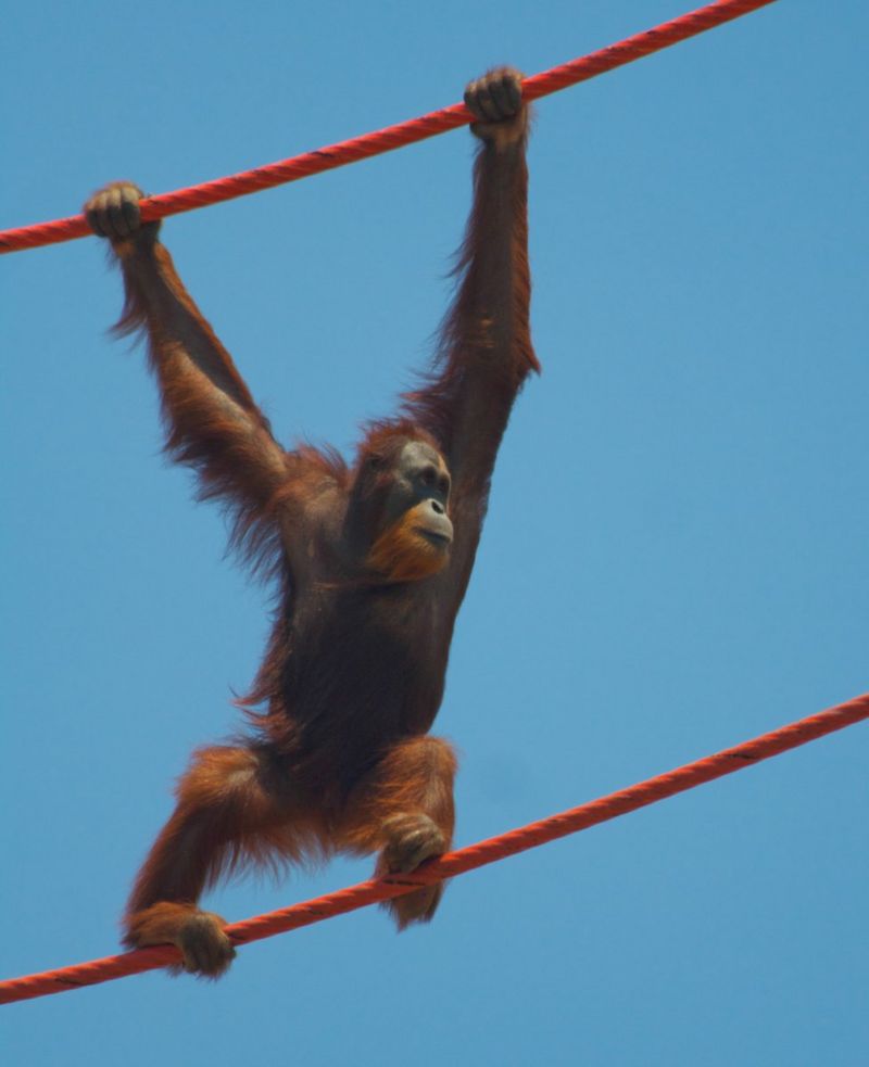 Orangutan 'copies human speech' - BBC News