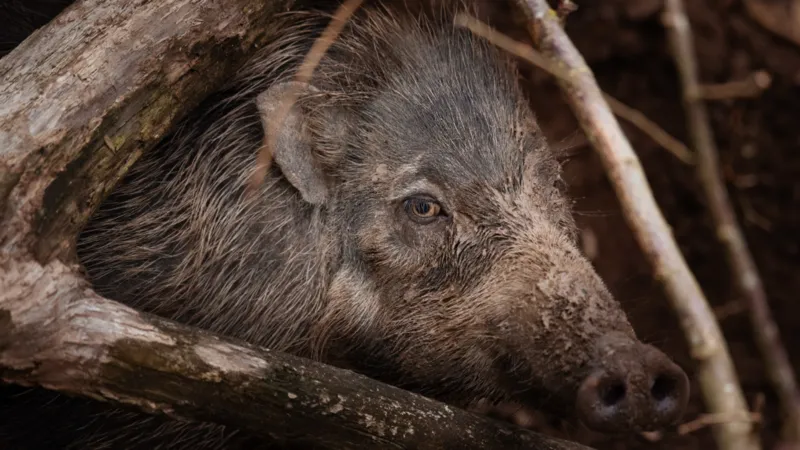 Baños de barro y helados para refrescar a los animales del zoológico.