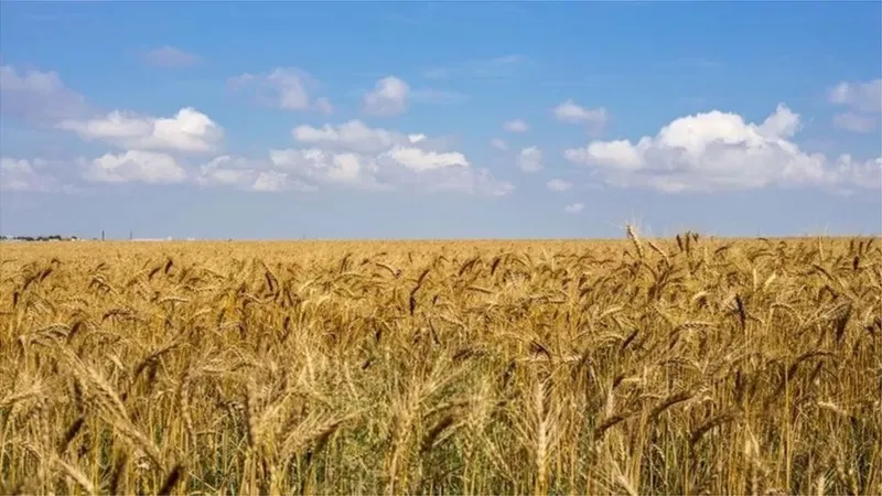 烏小麥產量銳減威脅糧食供應  歐盟設平台穀物出口