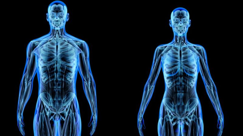 ¿de Qué Está Hecho Realmente El Cuerpo Humano Bbc News Mundoemk 4682