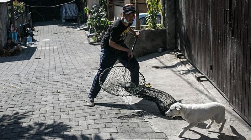 Kasus Rabies Di Ntt Berpotensi Jadi Wabah Yang Besar Hingga Ke Timor