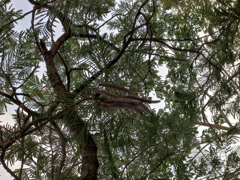 Nutrition les bienfaits du néré pour