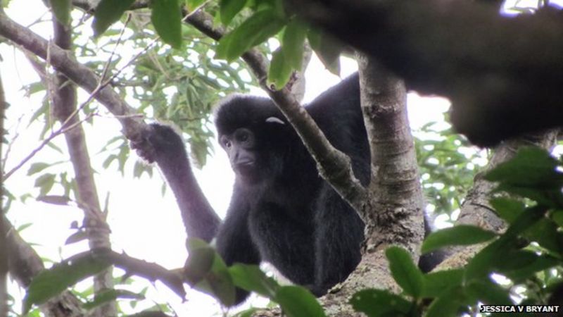 Hainan gibbon decline charted in Chinese records - BBC News