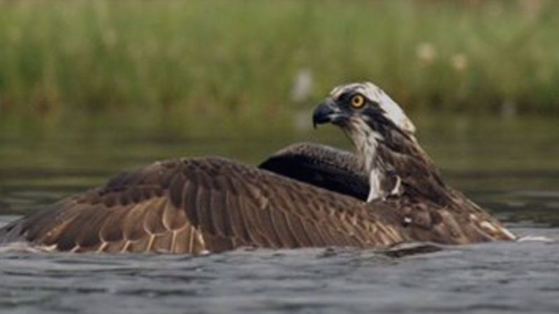 osprey capture