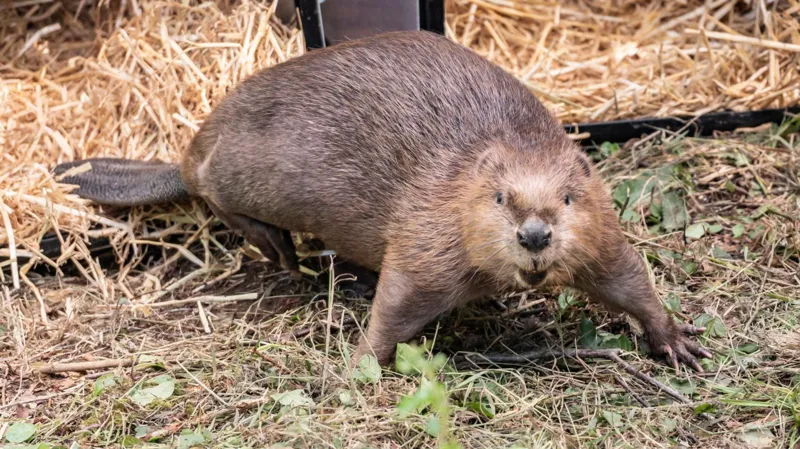 Un castor que escapó para encontrar pareja da la bienvenida a su primera cría.