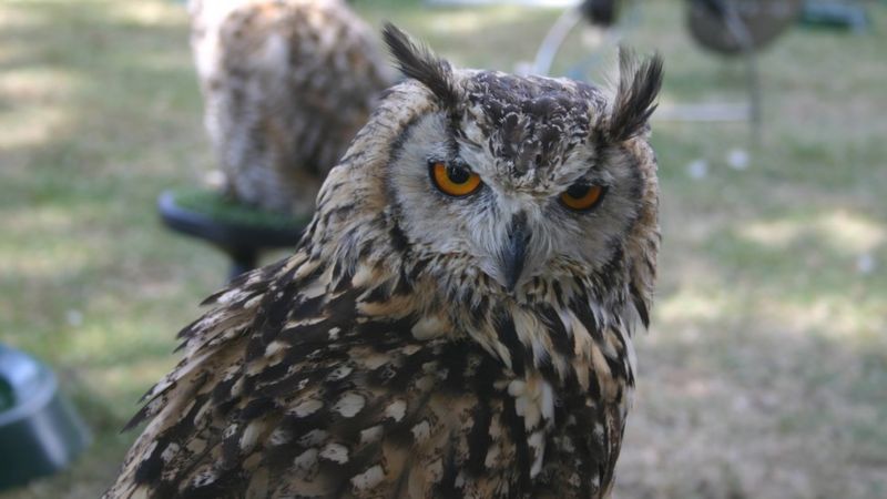 Shelley's Eagle-owl Spotted For First Time In 150 Years - Bbc Newsround