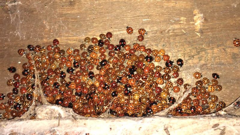 We're being invaded - by ladybirds - BBC News