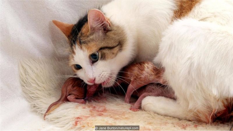 Một con mèo nhà đang ăn nhau thai sau khi sinh con